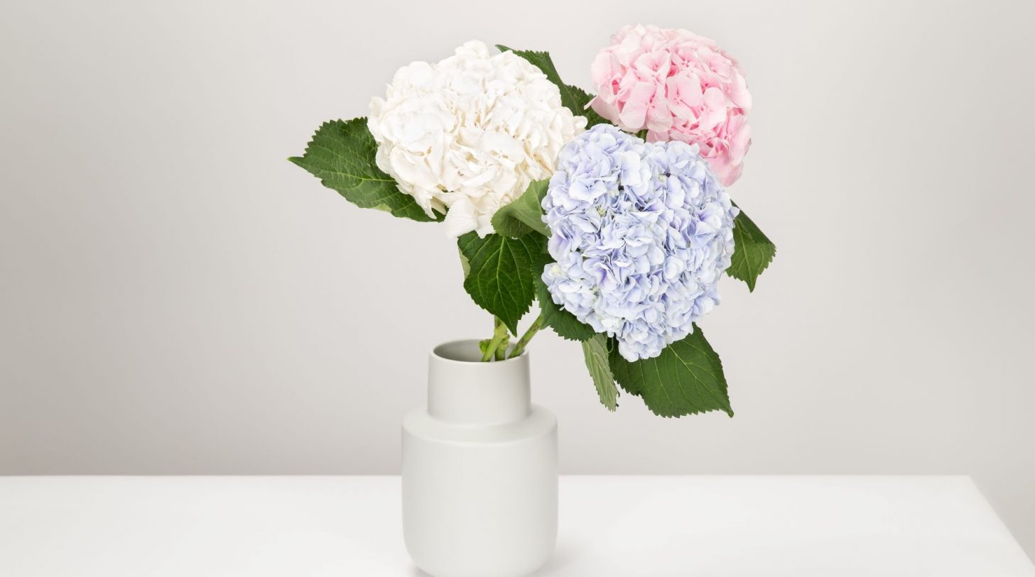 rosa vit blomma